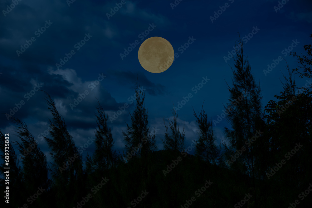 Wall mural full moon in the sky with tree branch and mountain.