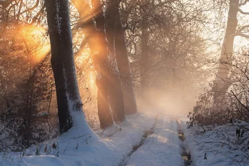 Keuken spatwand met foto Aleja dębowa w zimowy poranek, krajobraz  © Elżbieta Kaps