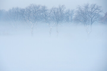 Zimowy krajobraz, drzewa we mgle - obrazy, fototapety, plakaty