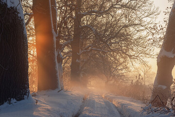 Aleja dębowa w zimowy poranek, krajobraz 
