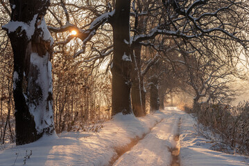 Aleja dębowa w zimowy poranek, krajobraz  © Elżbieta Kaps