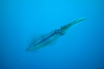 Squid swimming in the water