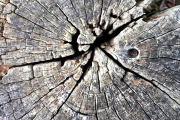 Fototapeta premium Wood texture Tree abstract background nature organic