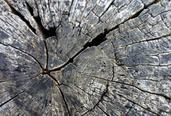 Wood texture Tree abstract background nature organic