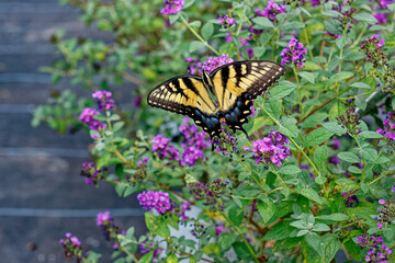 Yellow swallowtail on a butterfly bush
