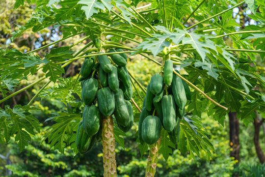 Big ripening green papaya fruits papayas on the tree with big green leaf with red stems petioles
