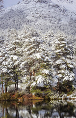 snowy in the park, with the reflection in the pond and the big trees very snowy, with a duckling in the pond