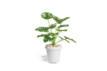 Beautiful monstera tree in a white pot stands on white background. plastic tree, room decoration