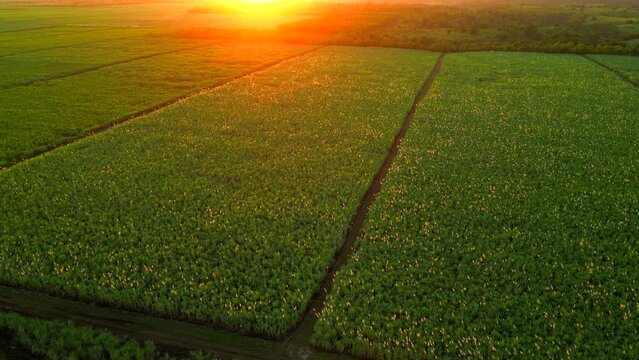 Aerial flight above green farm fields of blooming sugarcane at sunset. Agricultural land in the tropical climate