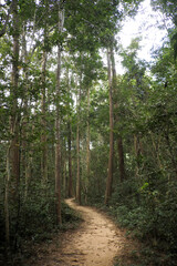  Forest in Park of  Phu Wiang National Park, Khon Kaen , Thailand