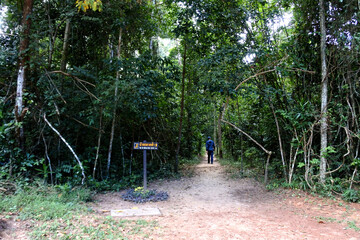  Forest in Park of  Phu Wiang National Park, Khon Kaen , Thailand