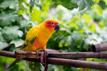 Yellow lovebird perched on wood with green nature background. concept fo cute pet bird