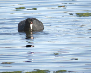 American Coot at the Santa Ana National Wildlife Refuge