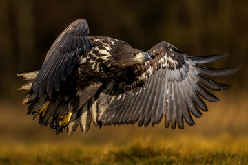 White eagle tail
