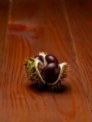 Chestnut fruit. Large and bright chestnuts, deep brown color