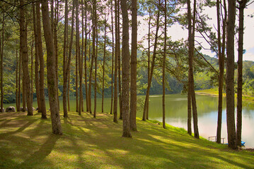 Camp site under pine tree