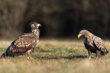 White eagle tail