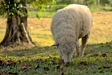 A white sheep grazing on a meadow.