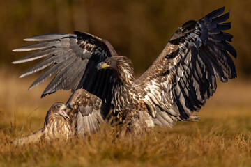 White eagle tail
