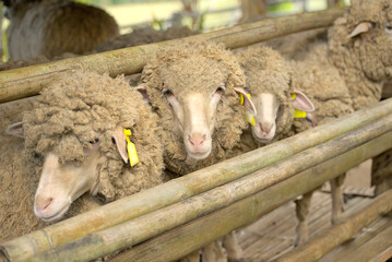 Group of sheep in the wooden cage