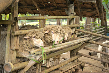 A white sheep in the wooden cage