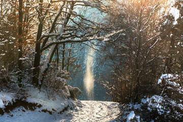 Morning Sunlight illuminating a snowy forest trail. 