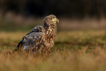 White eagle tail