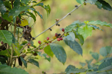 Red cherry coffee on a branch