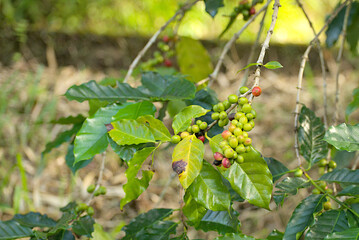 Berries of a coffee bean on a bush