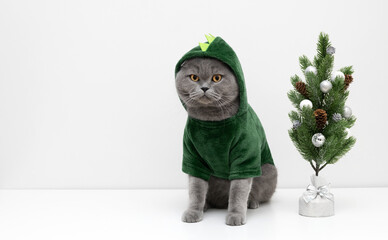 Cat in green dragon costume with Christmas tree on white background with copy space. British cat in...