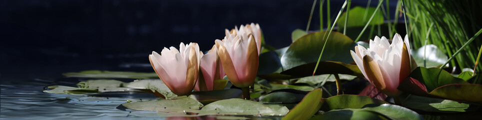 This image captures a serene scene of a white water lily with a pinkish hue, blooming amidst green leaves. The photo can be used in articles about nature and meditation, or as a background image on we