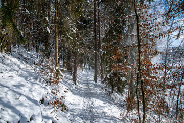 Snowy forest.