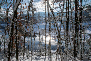 Snowy forest.