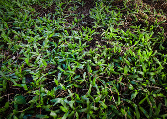 Detail of green Brazilian grass, after being scarified, removing weeds and dry grass.