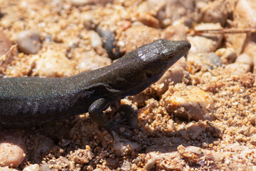 black lizard resting in mallorca, spain