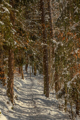 Snowy forest.