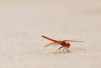Red dragon fly resting in the ground