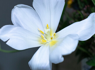 Beautiful white flower details in the garden