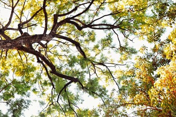 Obraz premium Beautiful leaves and branches details