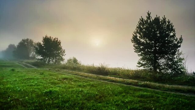 Thick impenetrable white fog over the river in the early morning at dawn. Dew on the grass, the first rays of sunlight whimsically breaking through the haze, pine forest around, early summer, windless