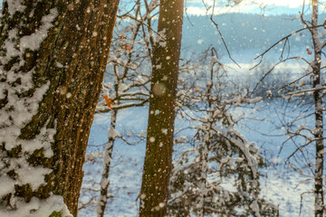 Snowy forest.
