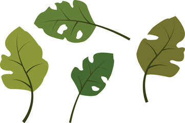 leaf isolated on white set leaf