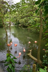 Various birds at Okinawa Zoo