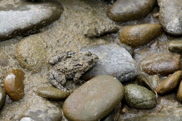 Fototapeta na wymiar Brown common frog sits on a stone near a puddle
