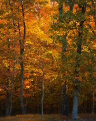 Fototapeta na wymiar Blazing orange trees displaying their full fall color
