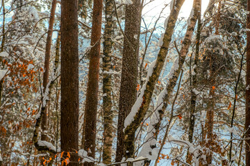 Snowy forest.