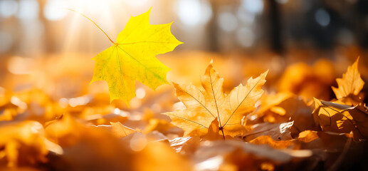 Image of autumn leaves on a blurred background. Beautiful autumn landscape