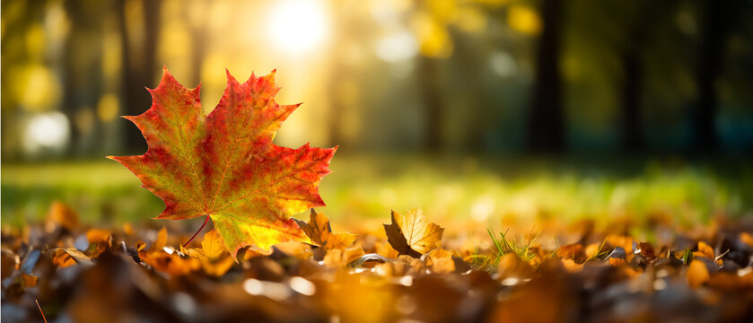 Image of autumn leaves on a blurred background. Beautiful autumn landscape