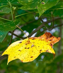 The first leaf to turn color in the autumn