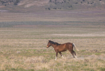 Wild Horse in the Utah Desert in Springtime